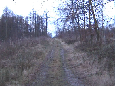 The track through the woods