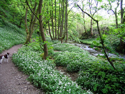 Path through the woods