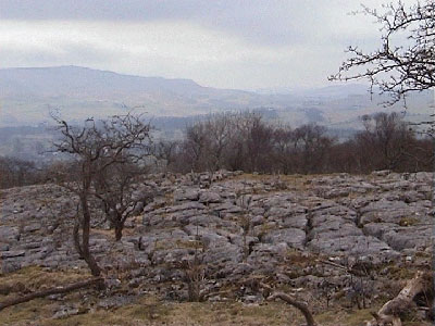 View over the wall into Bastow Wood