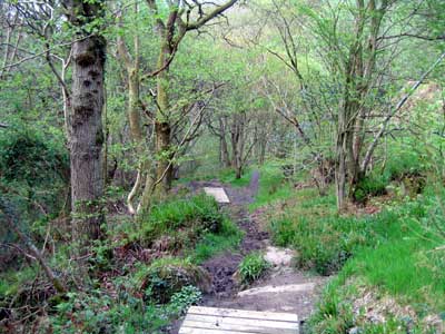 The (often) muddy path working its way through the wooded gorge