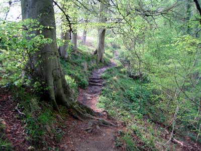 Path through the wooded gorge