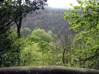 The view from 'The Hermitage' across the wooded gorge