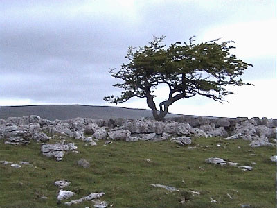 The solitary tree