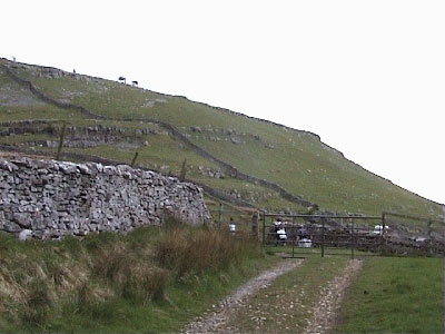 The two trees on Twistleton End Scar