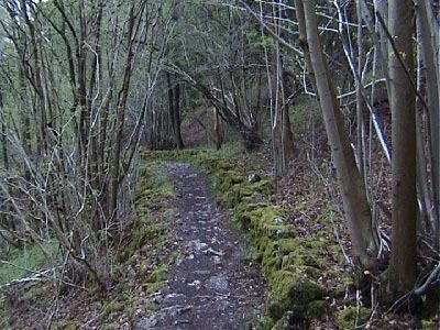 Path through the tree cover